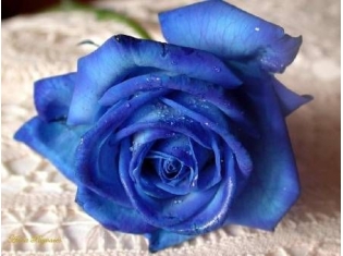 Картинки цветов синие розы