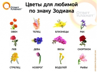 Картинки цветов для любимой