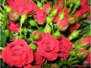 Цветы фото розы букет