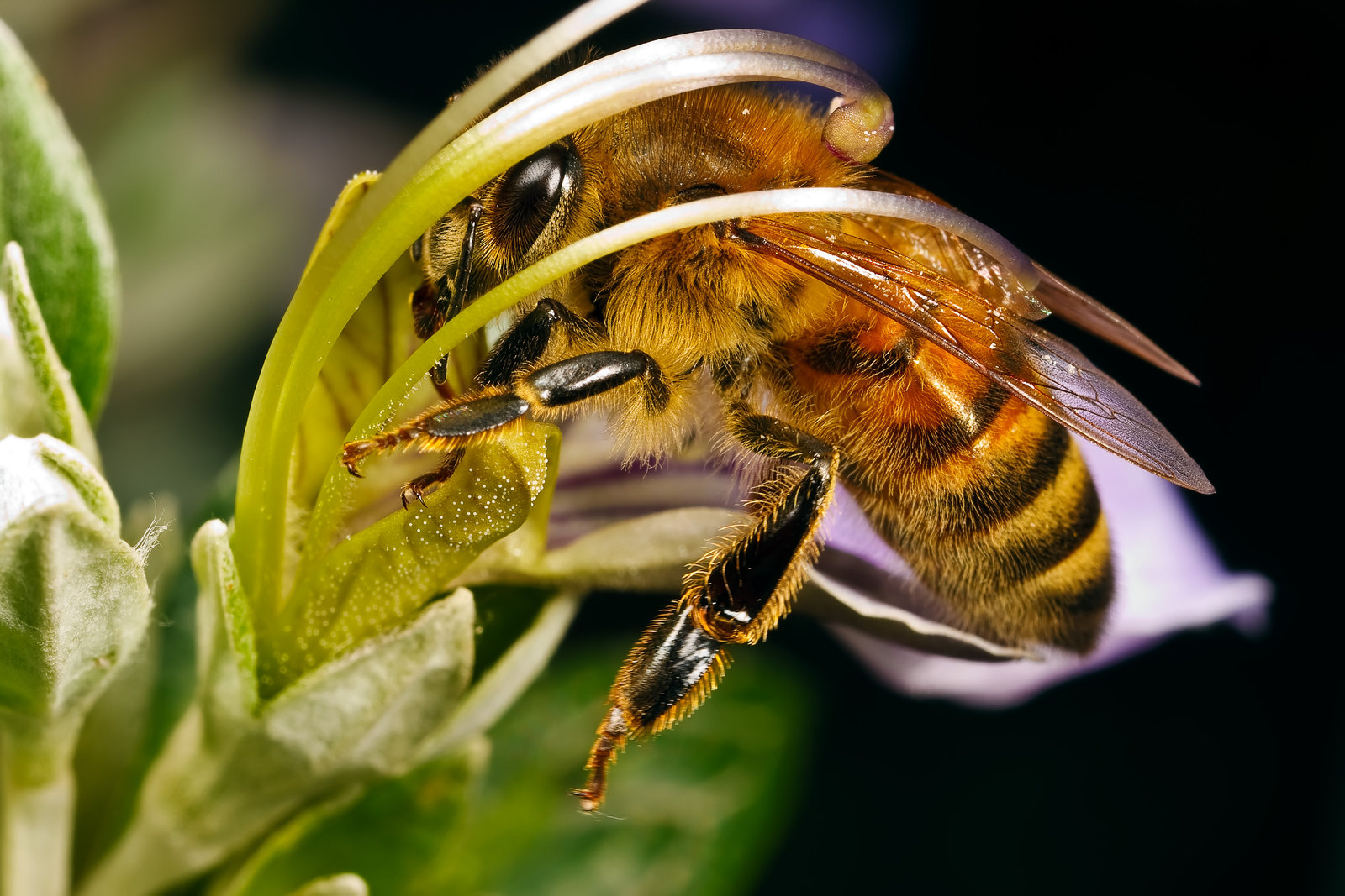 Пчела целом. Среднерусская пчела. Среднерусская Лесная темная пчела. Карпатская пчела. Пчелы медоносные насекомые.
