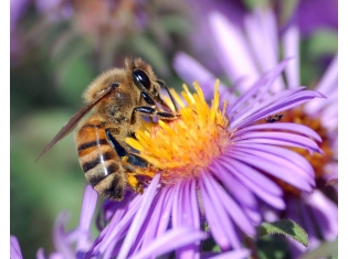 Пчелы на цветах картинки