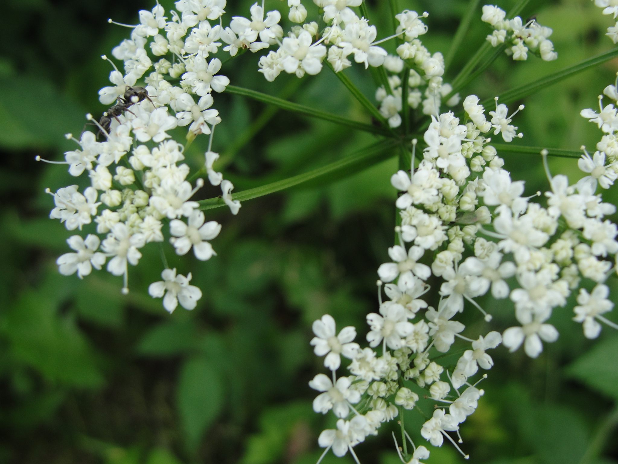 К к 8 букв растение. Многолистник Луговой. Зонтичные кашка Полевая. Полевые цветы с белыми соцветиями. Белые цветы в поле.