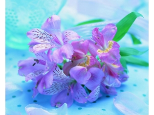 Фото природа цветы