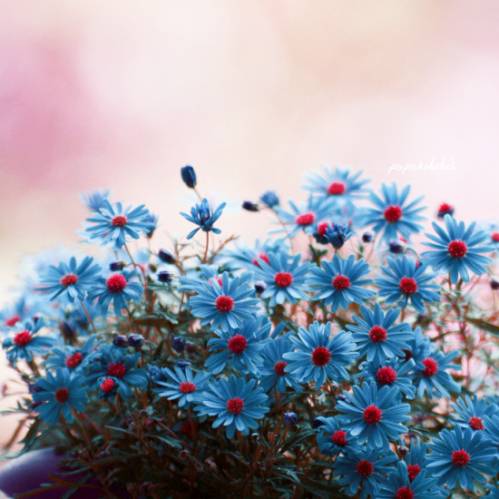 Мелкие Цветы Фото