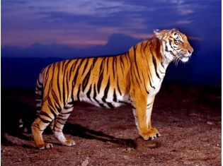 Фотографии амурского тигра