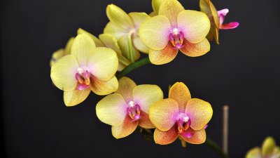 Орхидея картинки
