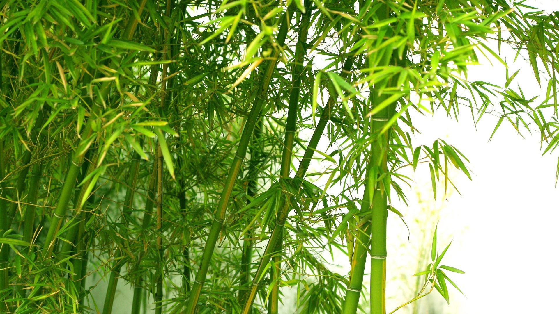 фото листьев бамбука