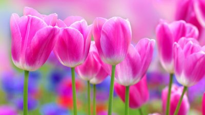 Цветы тюльпаны картинки