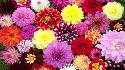 Разноцветные цветы георгины