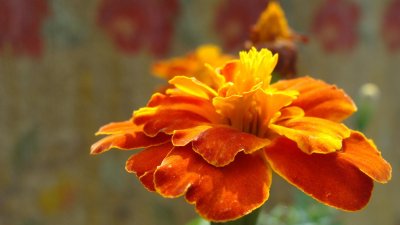 Цветы бархатцы фото