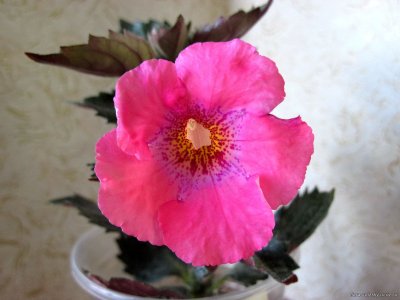 Ахименес цветок фото