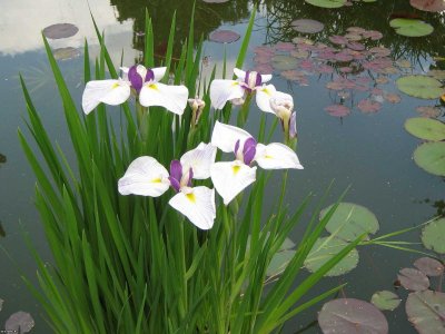 Белокрыльник болотный цветок
