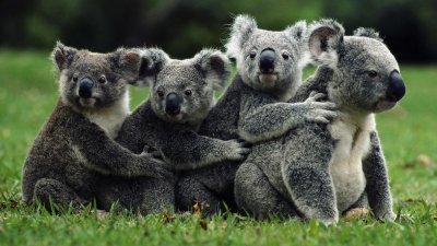 Животные Австралии на рабочий стол