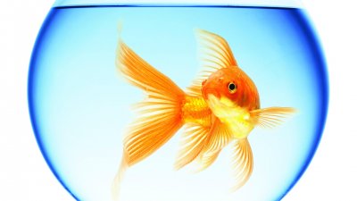 Золотая рыбка для рабочего стола