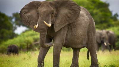 Слон на рабочий слон