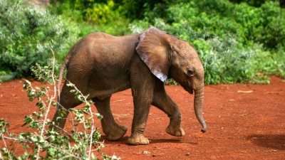 Слон на рабочий слон