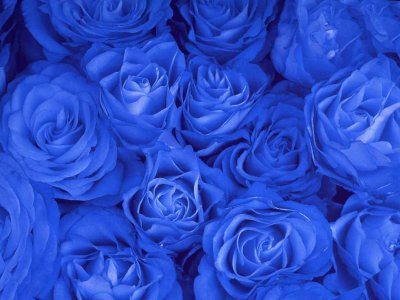 Букет синих роз для рабочего стола