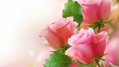 Розовые розы для рабочего стола