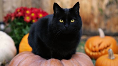 Черная кошка на рабочий стол