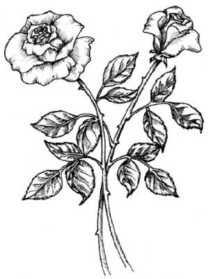 Как нарисовать розу поэтапно с картинками