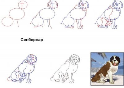 Как нарисовать разные породы собак поэтапно