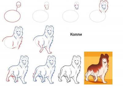 Как нарисовать разные породы собак поэтапно
