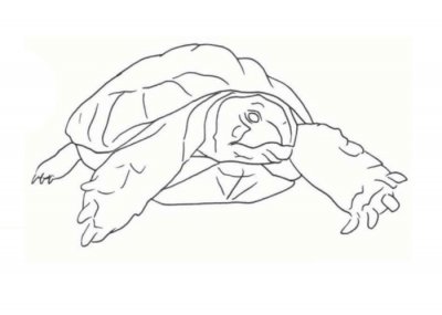 Как нарисовать черепаху
