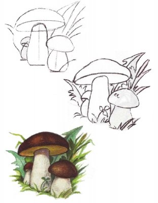 Как нарисовать гриб, грибы карандашом поэтапно