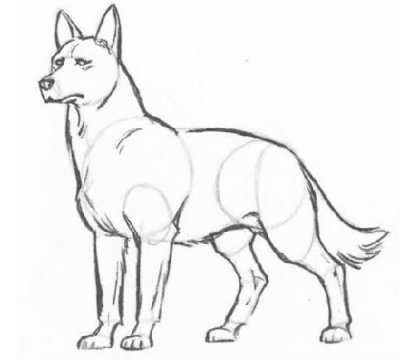 Как нарисовать волка карандашом поэтапно