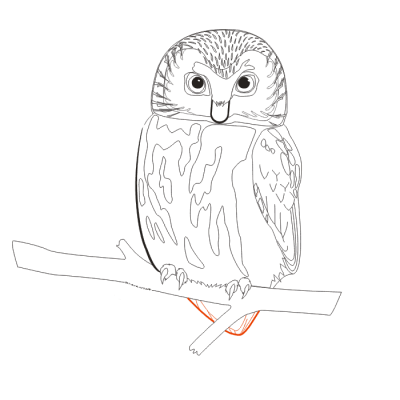 Как нарисовать сову карандашом поэтапно