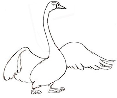 Как нарисовать Лебедя поэтапно