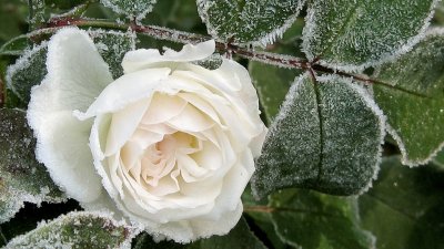 Зимние белые цветы картинки