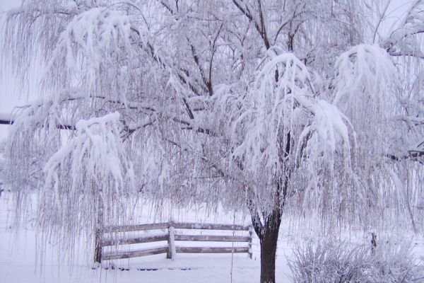 Деревья в снегу - картинки, фото