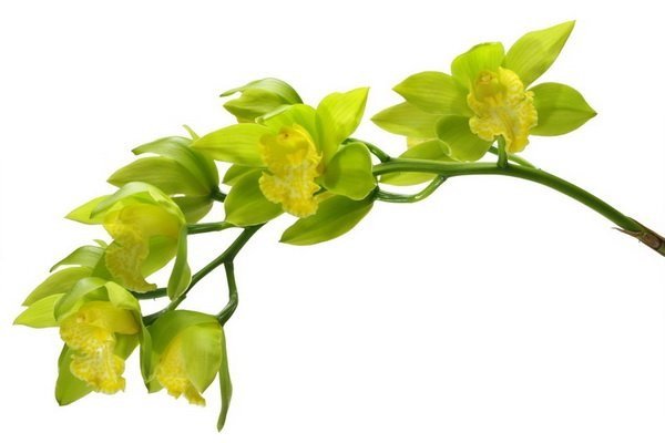 Зеленая орхидея - картинки, фото