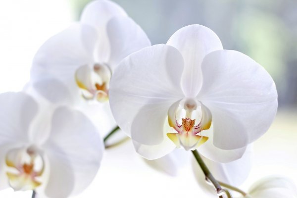 Белая орхидея - фото