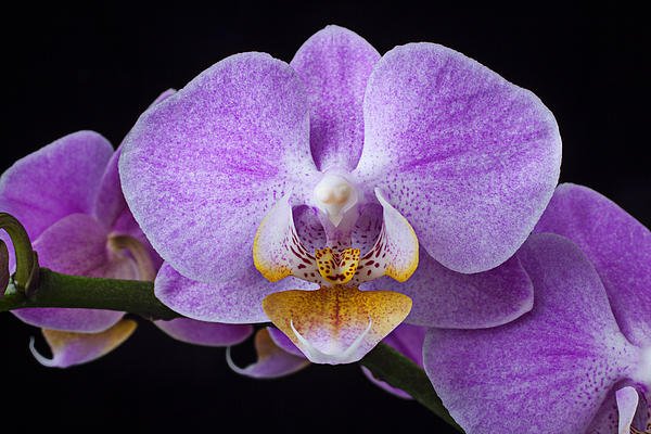 Цвет фуксия орхидея фото