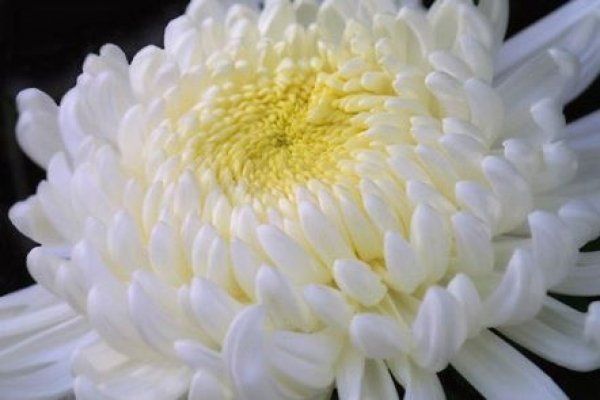 Хризантемы белые - картинки