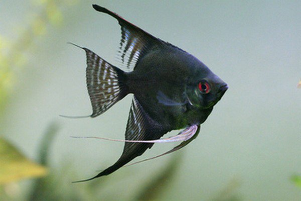 Скалярии аквариумные рыбки фото с названием