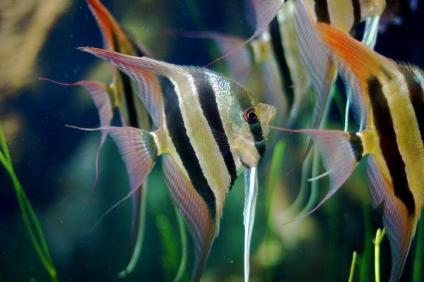 Рыба скалярия аквариумная фото и описание