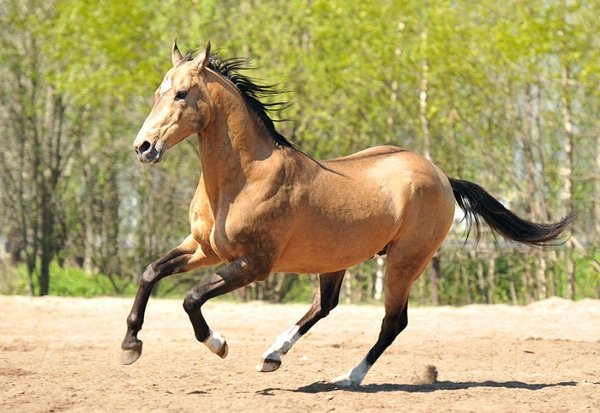 Ахалтекинская лошадь фотографии