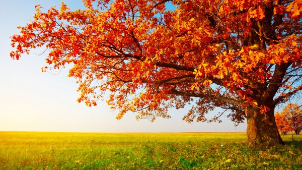 Деревья осенью обои на рабочий стол