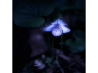 Ночная красавица фото цветов