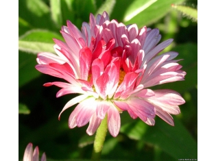 Цветок маргаритка фото
