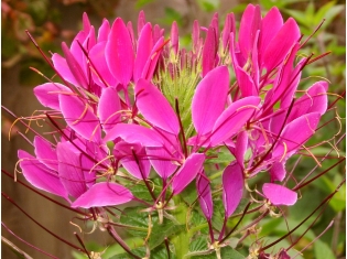Цветок клеома фото