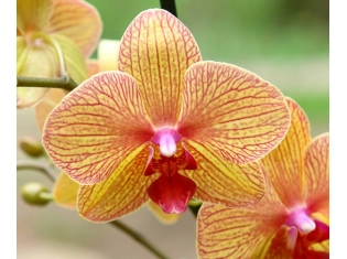 Цветы фото орхидеи