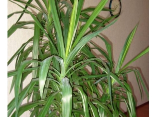 Комнатный цветок пальма фото