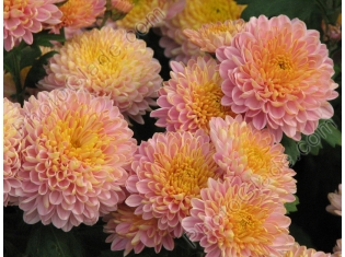 Цветы картинки хризантемы