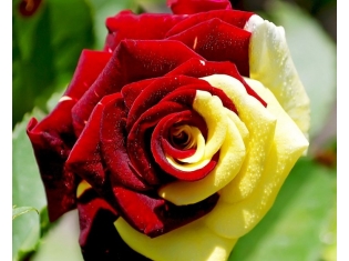 Скачать бесплатно картинки цветов розы