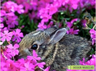 Красивые картинки цветов и животных