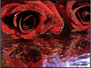 Цветы фото розы